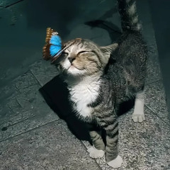 ‎‎‎