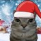sigma cat, why not