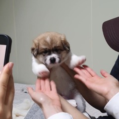 튼트니
