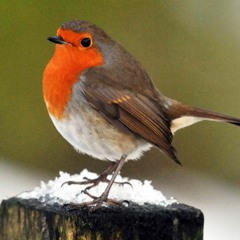 ROBIN