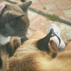 Dianniksss