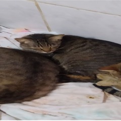 GATINHOSMUITOFOFINHOS