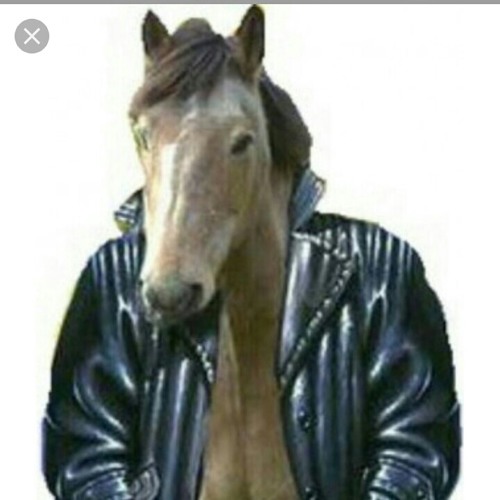 Откуда пошло выражение «конь в пальто»?