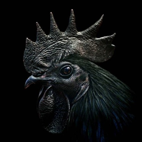 El Gallo’s avatar