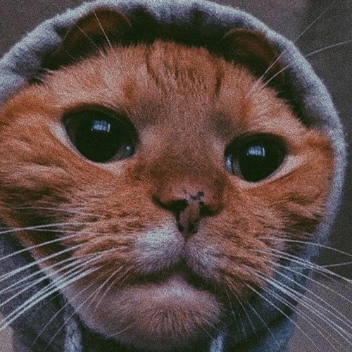 cat’s avatar