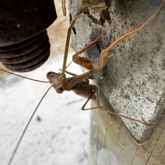 Aaron Schattschneider