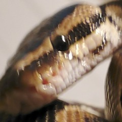 aleizosdissolution