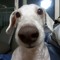 snoopy
