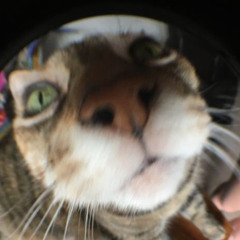 elliebellie