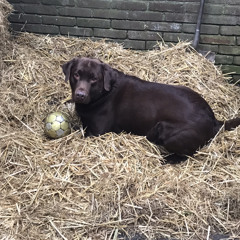 van alles en nog wat