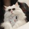 🕶 🐈