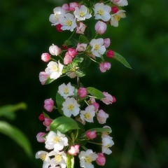 Parvaz Homay - چرا هر چی که شیرینه گناهه _ Official Video.mp3