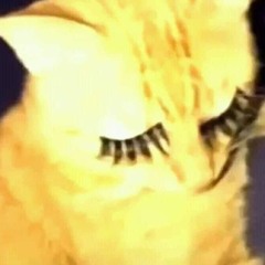 fancy lash cat