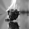 Faint Roses.