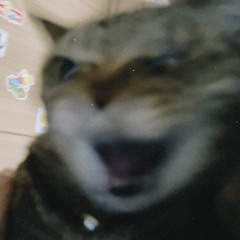 Warashiiiiii