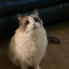 다롱