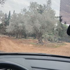 ofek25