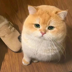 Hiếu