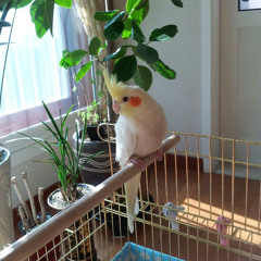gyugreen
