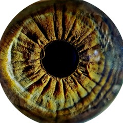 Rezvan