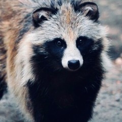 racoon dog