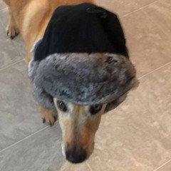 skogmeister