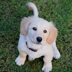 Dogs Rule