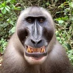 Kevpet1