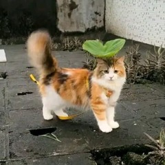 Lưng Đau