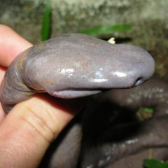 Elu