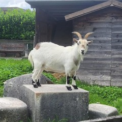 KROSSER