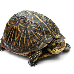 a turtle