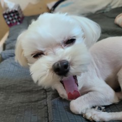Zeus