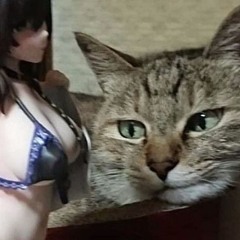 harlow_chan