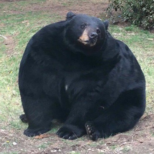 fat bear’s avatar