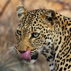 TheLeopard