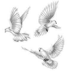 White Doves