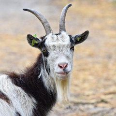 Young Goat$
