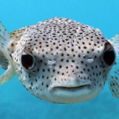 Pufferfish