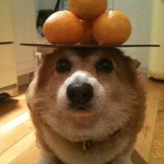 goydopoy
