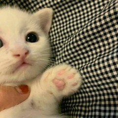 meow