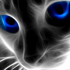 Blue Eyed Cat
