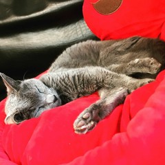 Kazu🌙