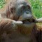 THE ORANGUTAN
