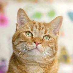 Mr P. Sheddington