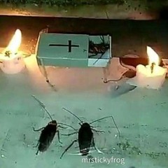 paparoach