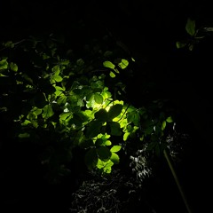 nimsh