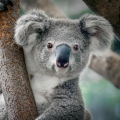 10Koalawesley