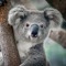 10Koalawesley