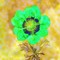 Anemonus